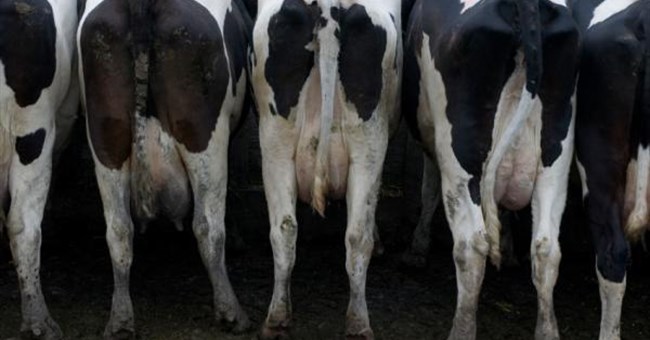 Phân vật nuôi có thể tạo ra điện năng cho hàng triệu người